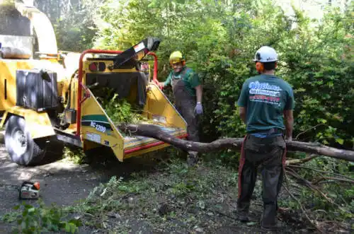 tree services Champaign